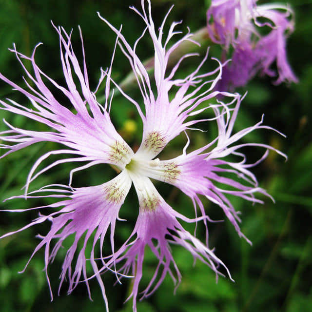 Dianthus superbus White Powder