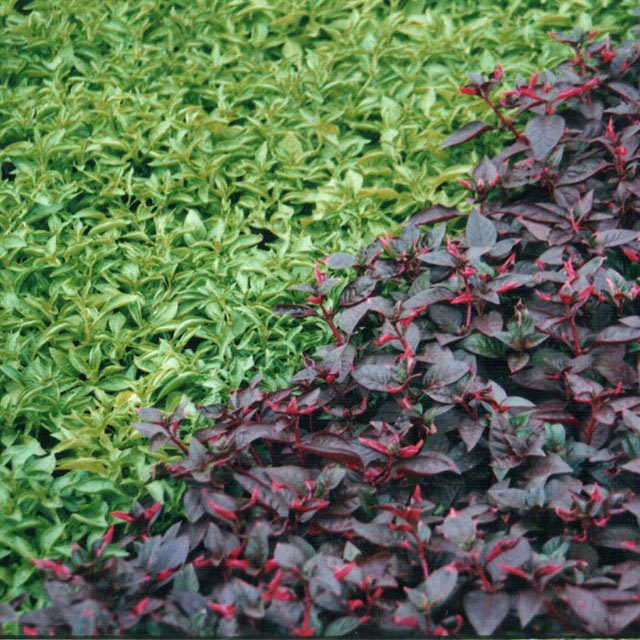 Alternanthera ficoides