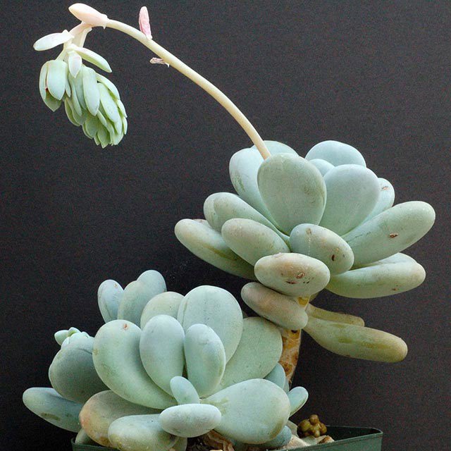 Pachyphytum oviferum Drooping Leaves