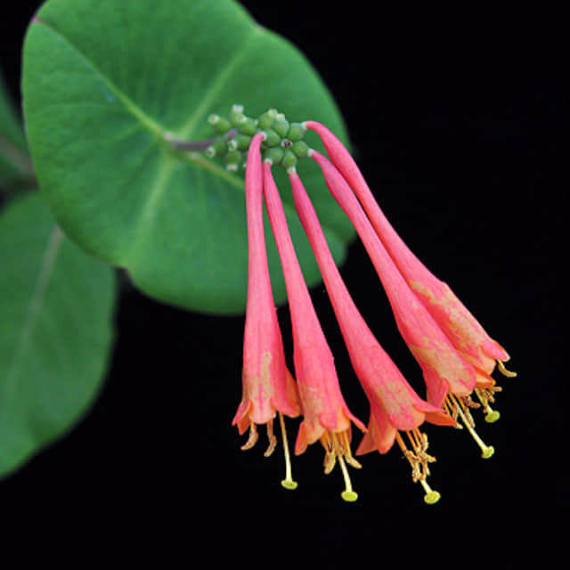 Lonicera sempervirens
