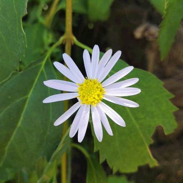 Kalimeris incisa