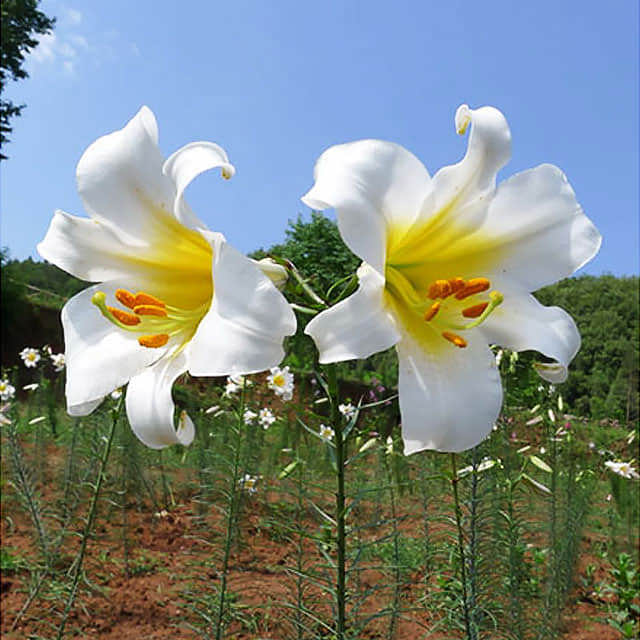 Lilium regale Regale Drooping Leaves