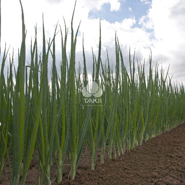 Bunching Onion Spring Slim F1