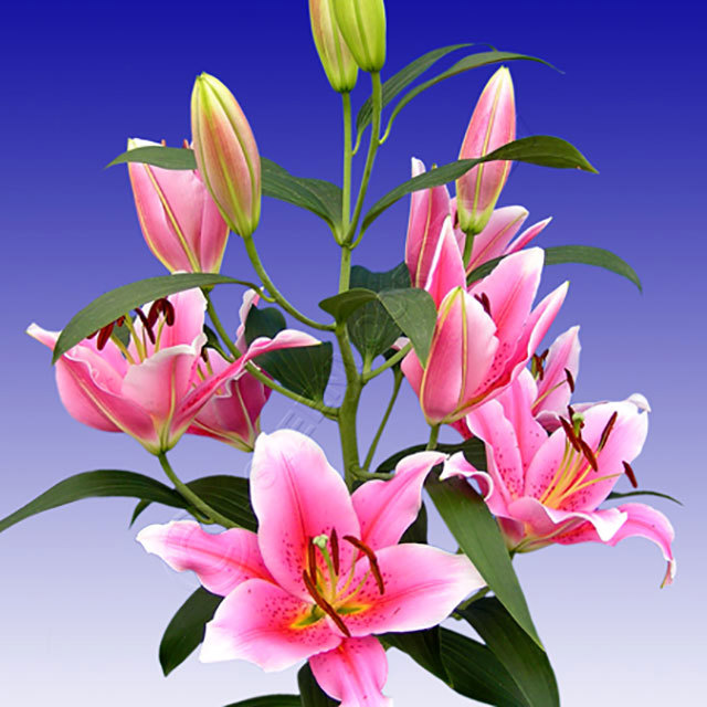 Lilium oriental Tiber Ragnatele sottili