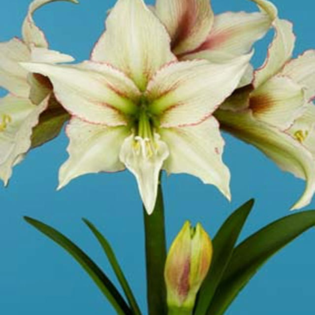 Amaryllis Magic Green