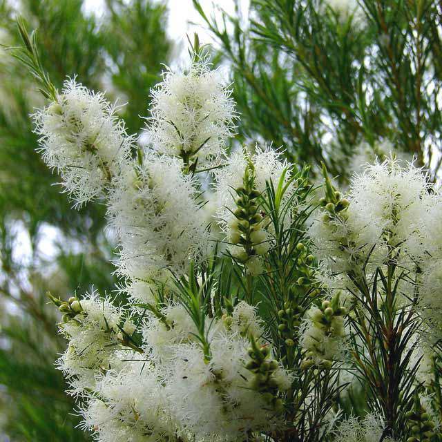 Melaleuca alternifolia