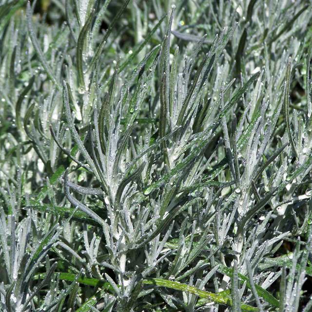 Helichrysum italicum