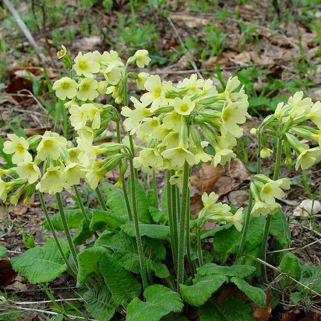 Primula elatior