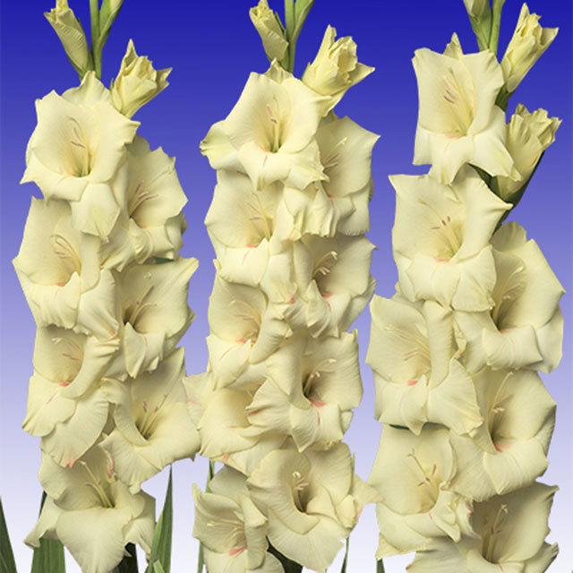 Gladiolus Cream Perfection