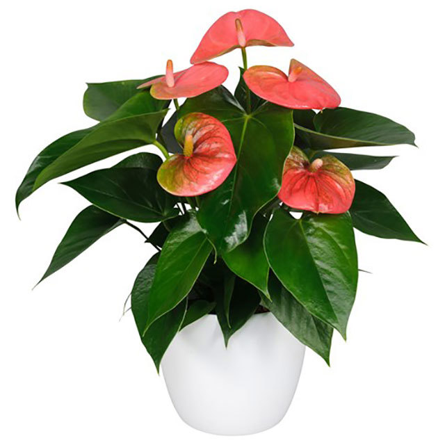 Anthurium andraeanum Sweetheart Pink