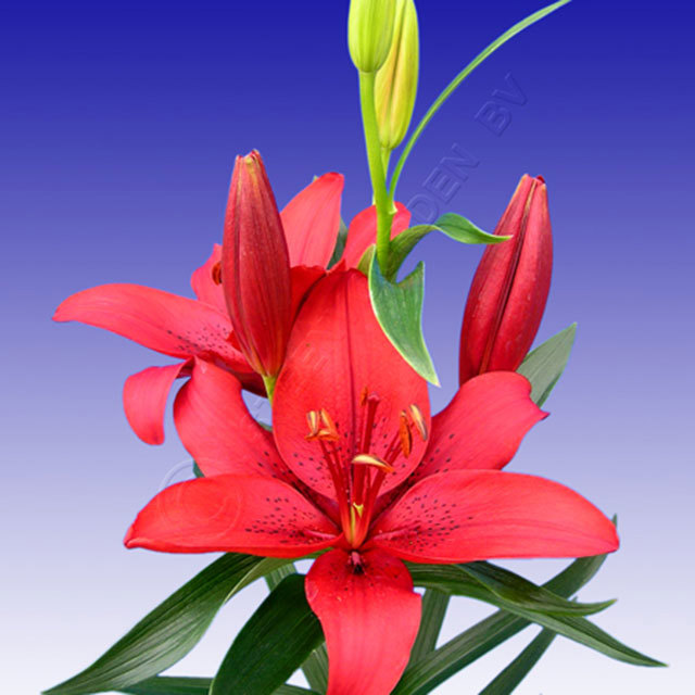 Lilium Red Latin Sudden Leaf Drop