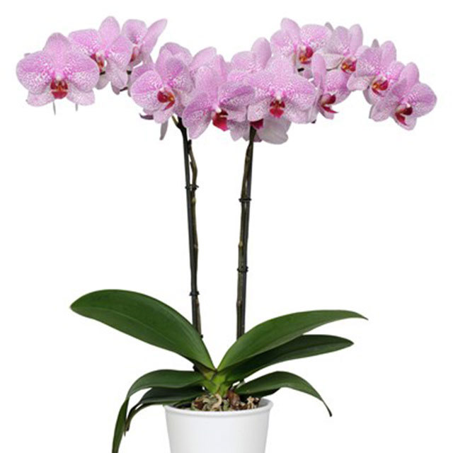 Phalaenopsis Goteborg