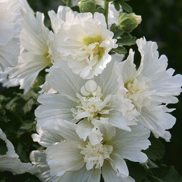 Alcea rosea White