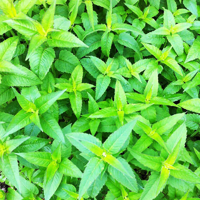 Salvia officinalis