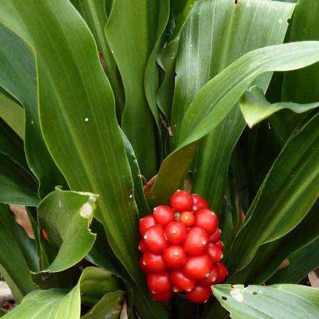 Rohdea japonica