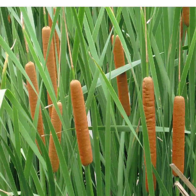 Typha orientalis