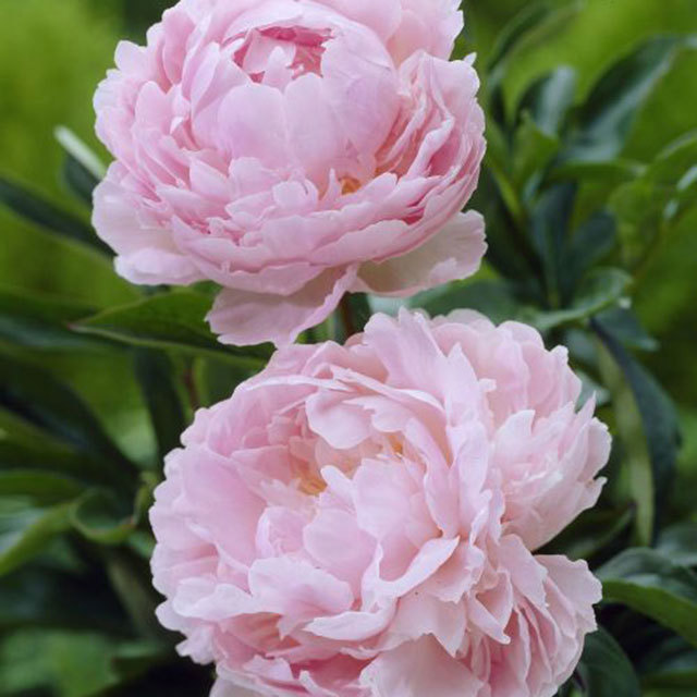 Paeonia suffruticosa Pillow Talk