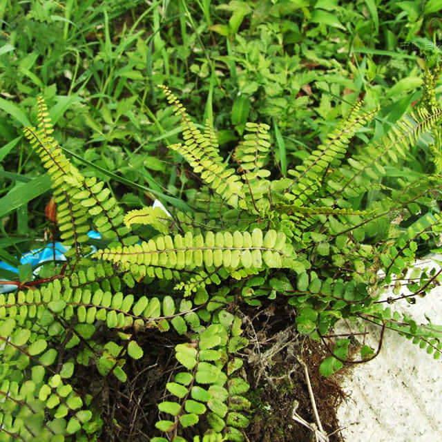 Asplenium trichomanes