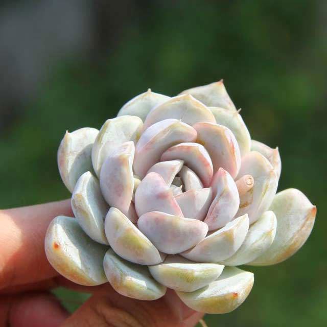 Echeveria Snow Bunny Sudden Leaf Drop