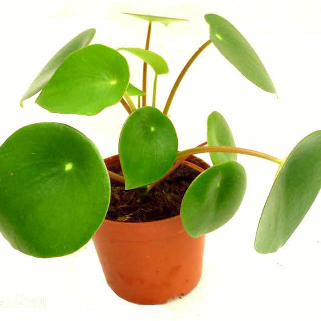Peperomia polybotrya
