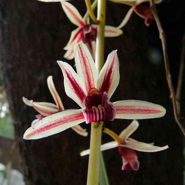 Cymbidium dayanum