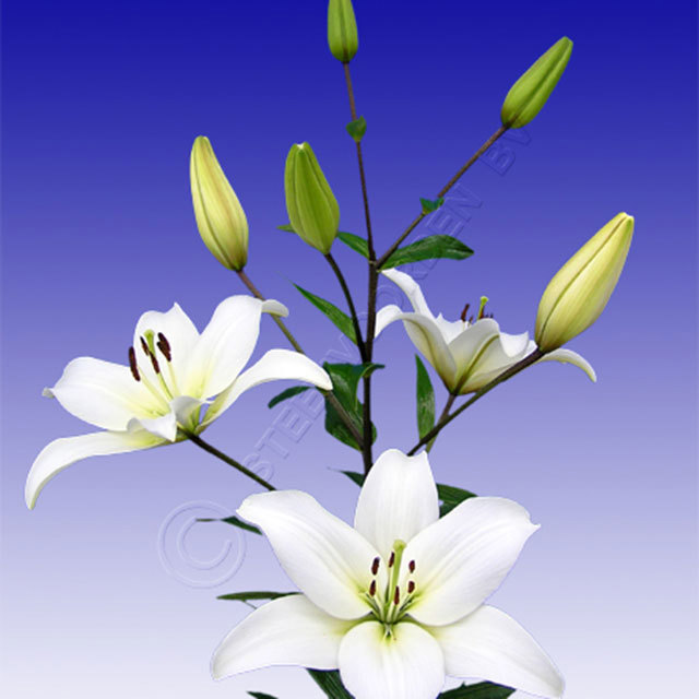 Lily Navona Sudden Leaf Drop