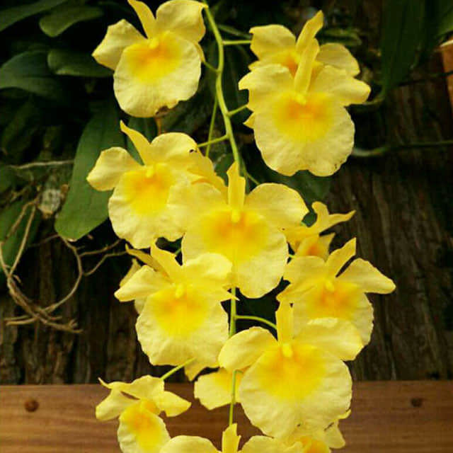 Dendrobium aggregatum Sticky Leaves