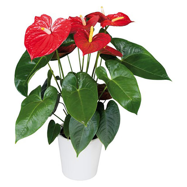 Anthurium andraeanum Edison