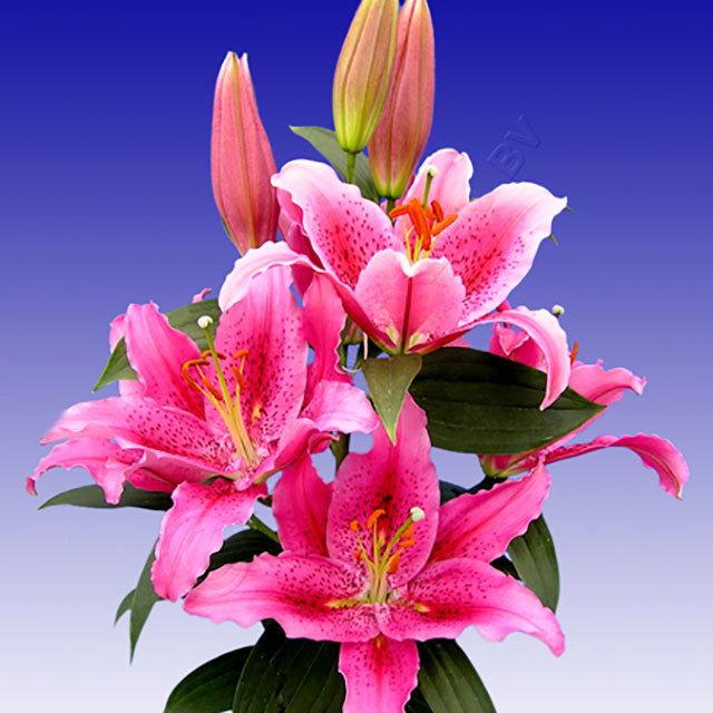 Lilium oriental Dynemite