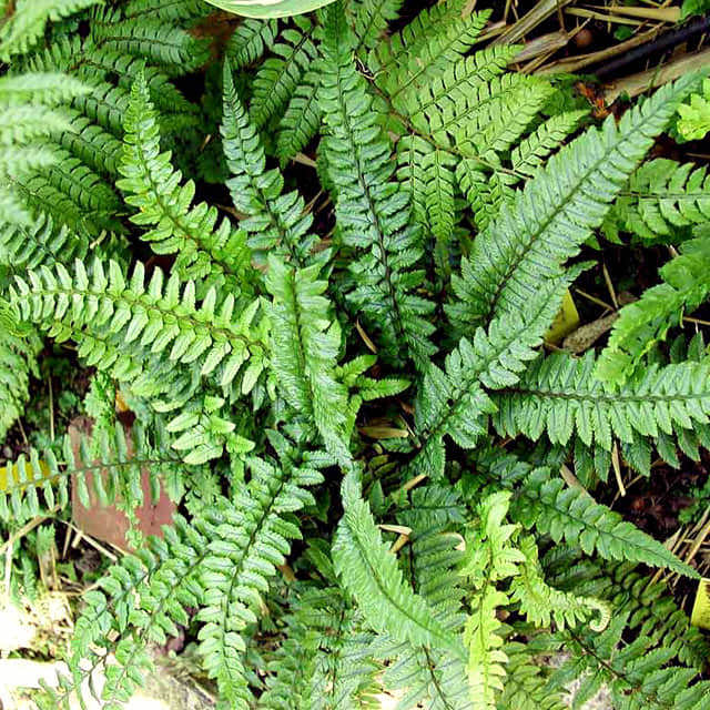 Polystichum makinoi