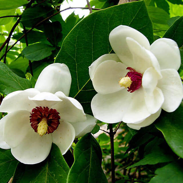 Magnolia sieboldii