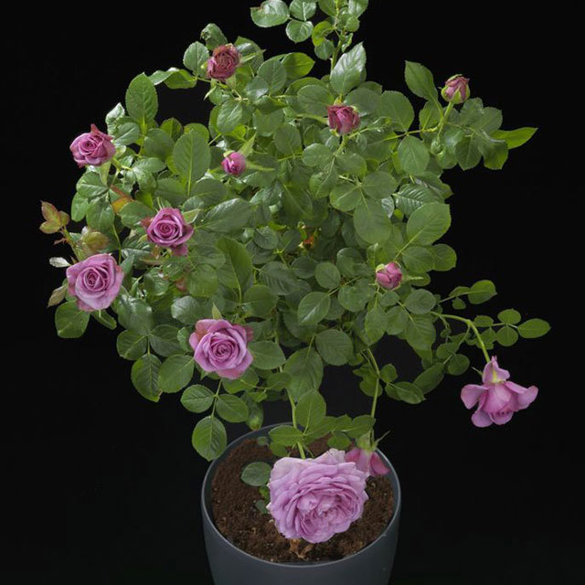 Mini Rose Rosa Terrazza Purple
