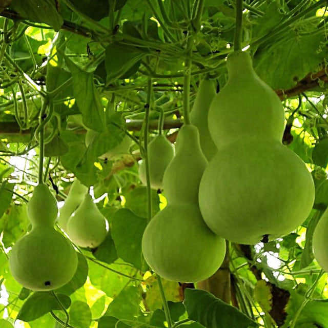Lagenaria siceraria
