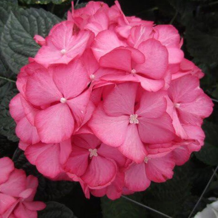 Hydrangea macrophylla Magical Cerise Sticky Leaves