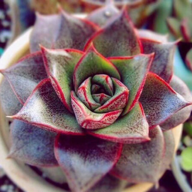 Echeveria purpusorum cv