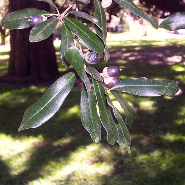 Quercus virginiana