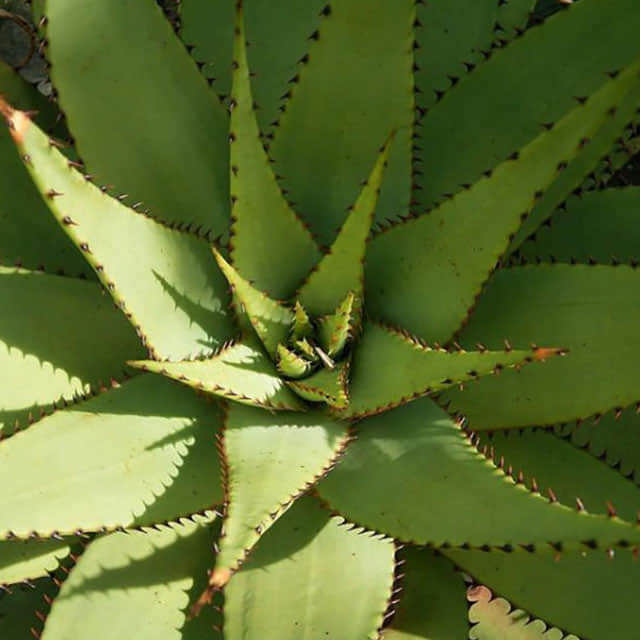 Aloe broomii
