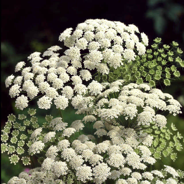 Ammi majus