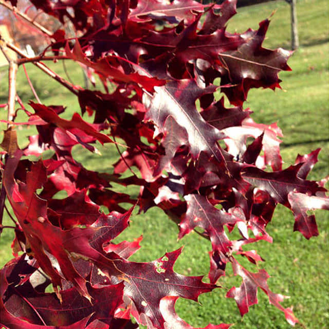 Quercus coccinea