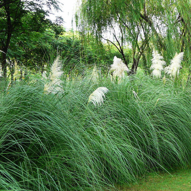 Cortaderia selloana