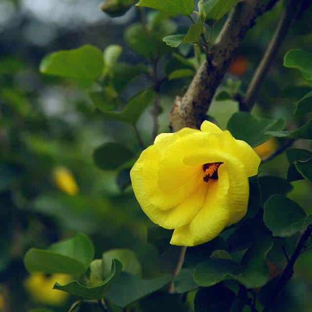 Hibiscus tiliaceus