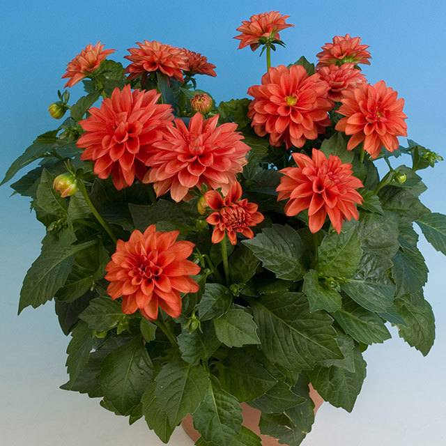 Dahlia Waikiki Beach Foglie gialle