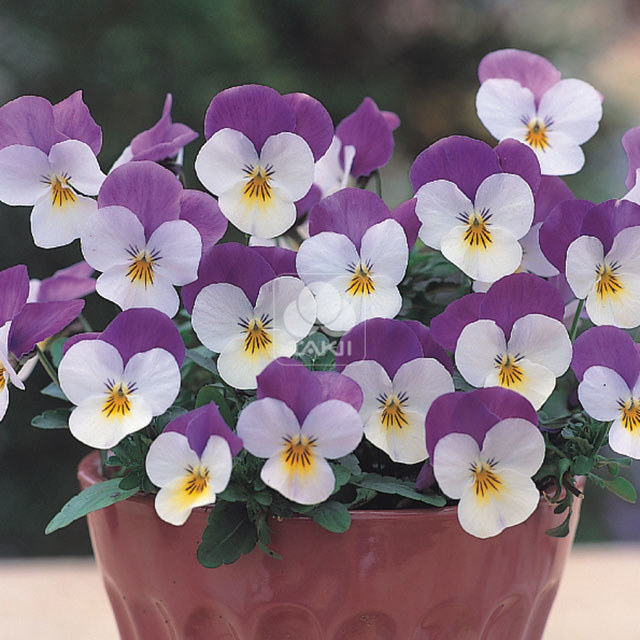 Viola cornuta White Purple Wing Leggy Stems