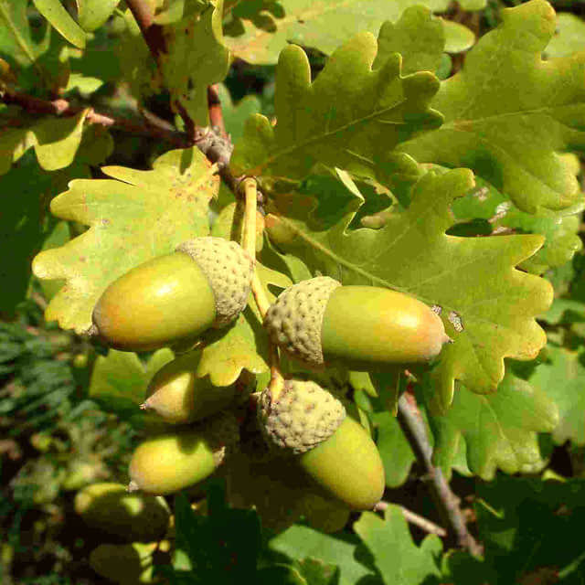 Quercus robur
