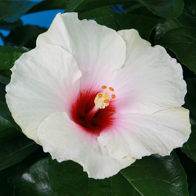Hibiscus rosa sinensis Cheerleader White Pink Leggy Stems