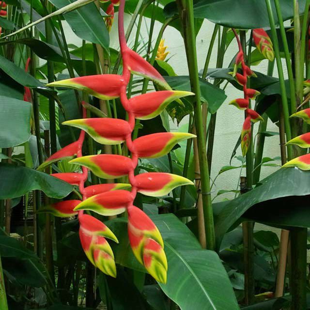 Heliconia bihai