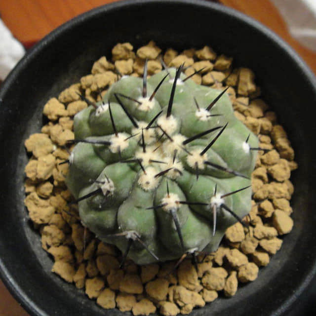Copiapoa cinerea