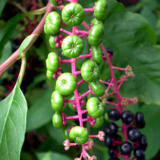 Phytolacca americana