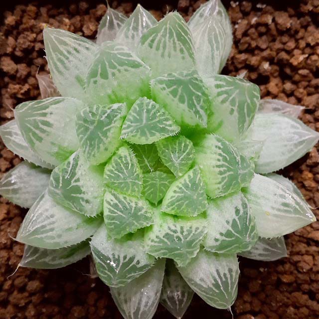 Haworthia cooperi Variegata Brown Leaf Tips