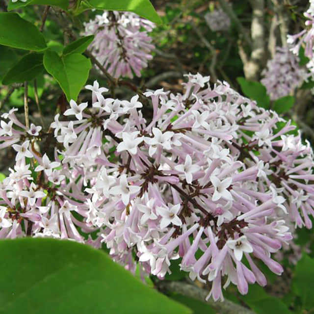 Syringa patula Miss Kim White Cottony Spots